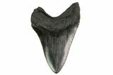 Fossil Megalodon Tooth - Georgia #145455-2